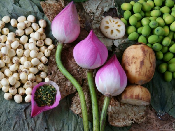 5 Amazing Benefits of Lotus Seed Organic Facts