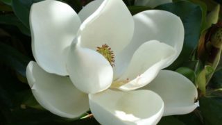 A close up of a large white magnolia flower