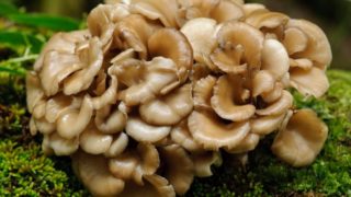 A close-up shot of maitake mushroom