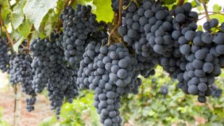 Bunches of black grapes hanging on their vines