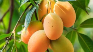 Ripe mangoes on the tree