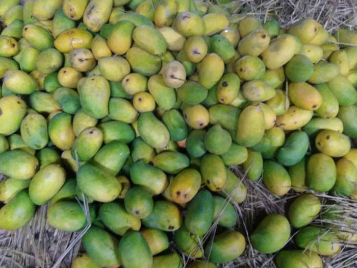 Green-yellow mangos lying on a hay stack