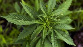 Medical marijuana plant