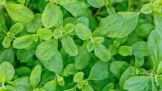 Fresh marjoram leaves