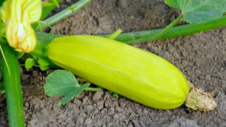 Close-up of an isolated fresh marrow in the farm