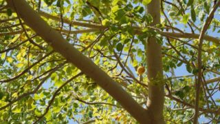 An image of marula trees
