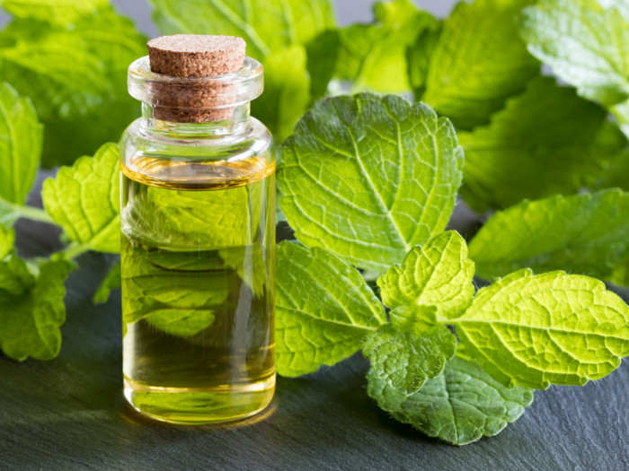 A bottle of melissa essential oil with fresh melissa herb leaves on a wooden table