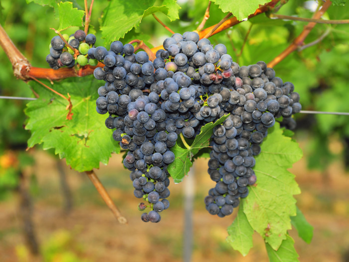 Bunches of black grapes hanging on their vines