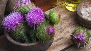 Milk thistle plant in a brown rustic bowl