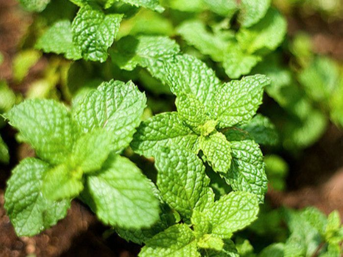 Close up of mint leaves on a peppermint plant