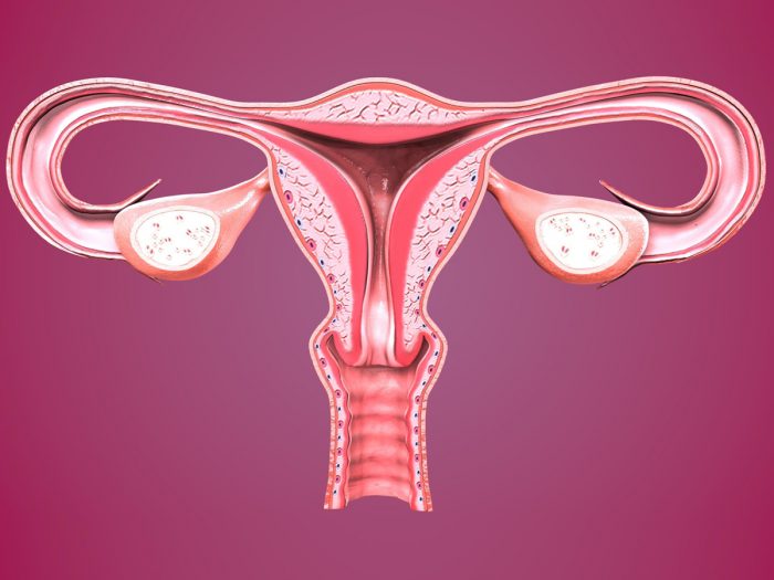 A graphic of ovaries on a purple background