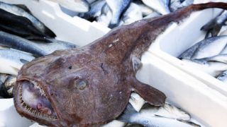 Monkfish placed on crates of fish