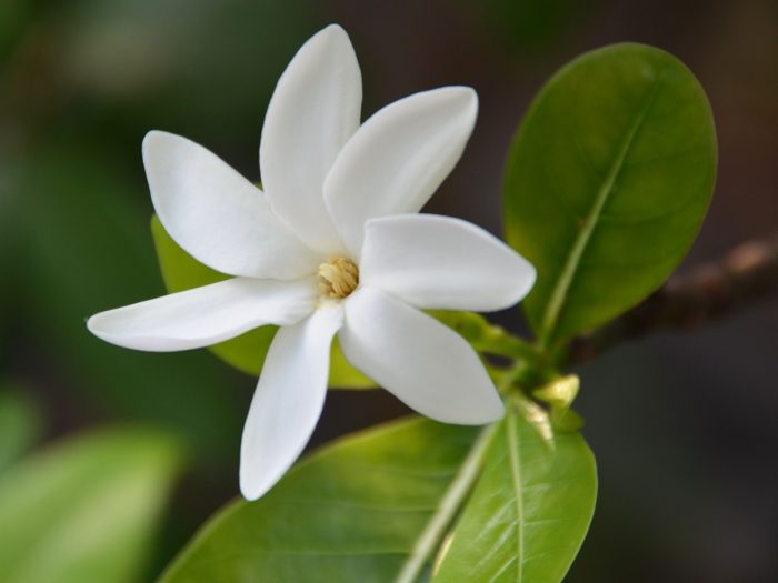 Close-up image of a Tahitian gardenia flower used in making monoi oil