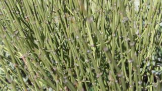 7 Proven Benefits of Mormon Tea