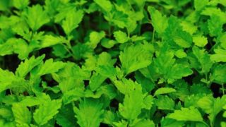 Close-up of leaves of motherwort herb.