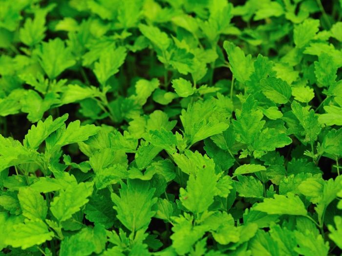 Close-up of leaves of motherwort herb.