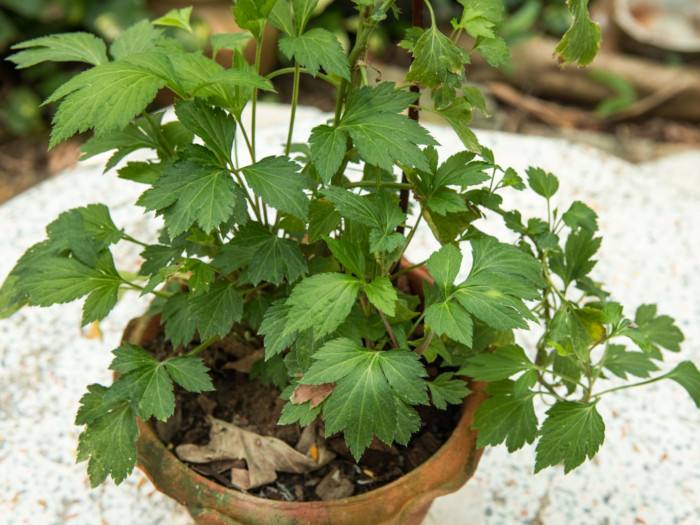 Mugwort plant
