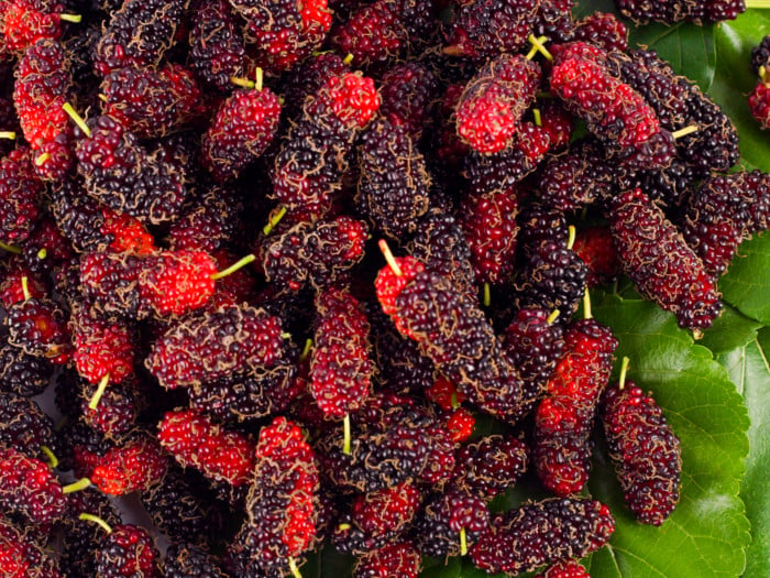 Fresh mulberries with mulberry leaves