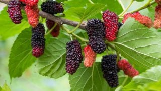 Mulberry Tree Leaf: Benefits & Uses