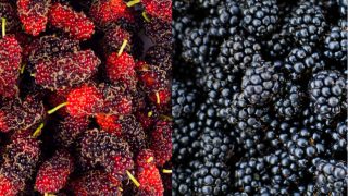 Mulberries vs blackberries