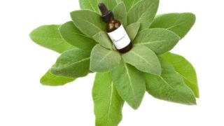 Mullein essential oil bottle kept on the mullein plant