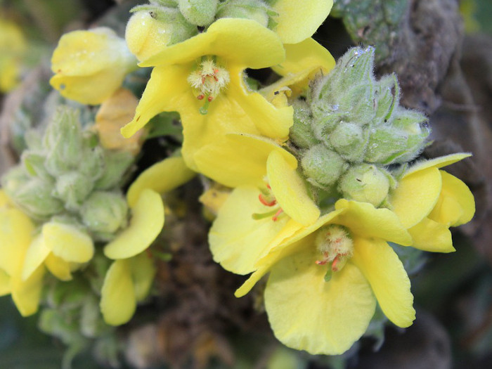 Mullein blossom plant