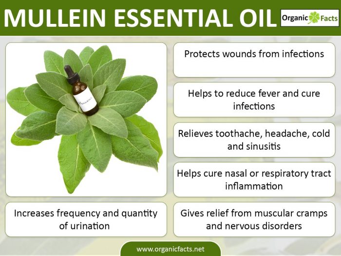 Infographic on health benefits of mullein essential oil