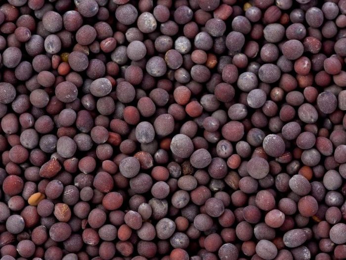 15 Impressive Benefits of Mustard Organic Facts