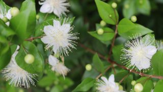 Myrtle flowers blooming with a blurred background