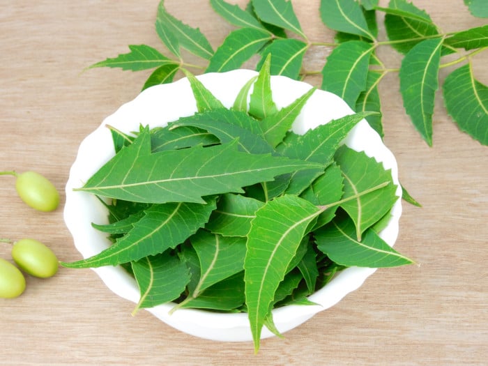 A white bowl filled with neem leaves surrounded by some neem fruits on a wooden table