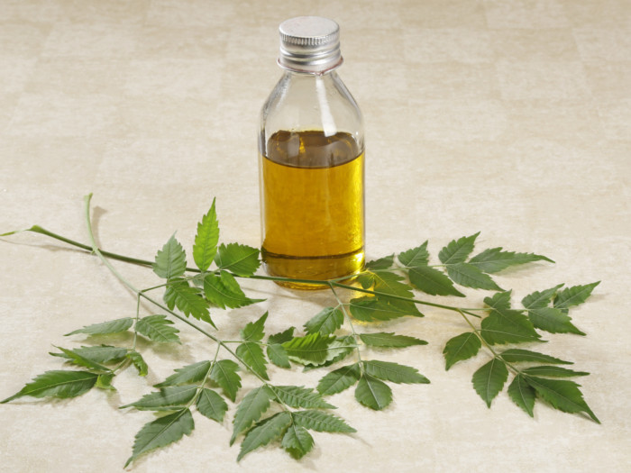 Branches of neem plant with a bottle containing yellow liquid