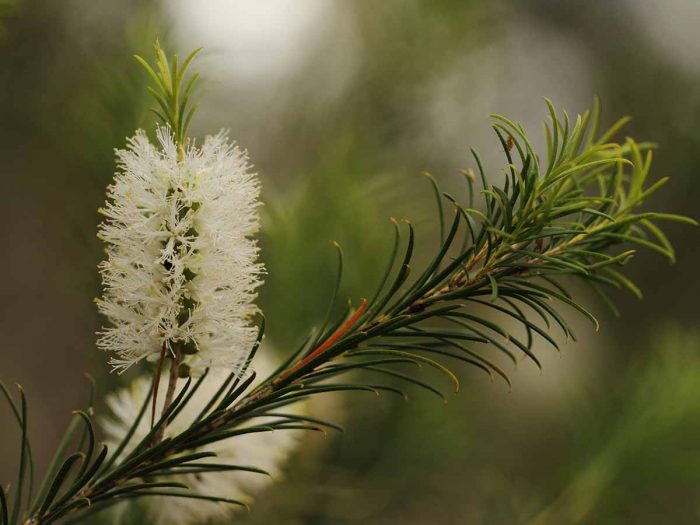 Niaouli plant with a blurred background
