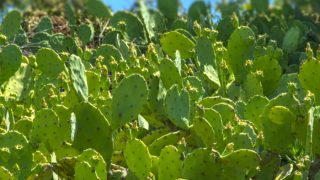 Closeup of nopal plants in a field