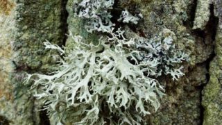 Close up of oakmoss formed on the bark of a tree