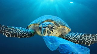 Sea turtle chewing plastic underwater
