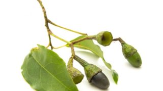 Ocotea branch and fruit on a white background