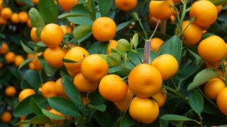 Closeup of orange trees with orange fruits