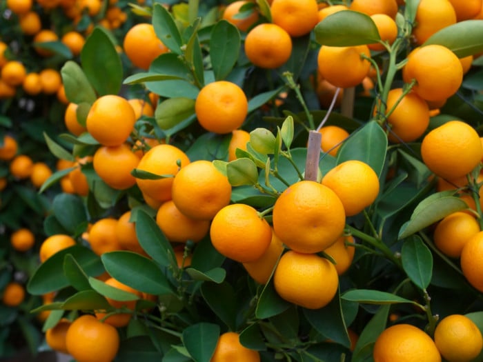 Closeup of orange trees with orange fruits