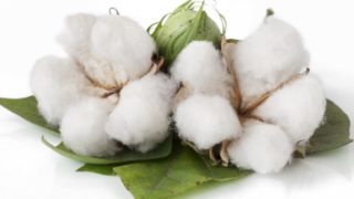 Close up of a cotton bud and cotton