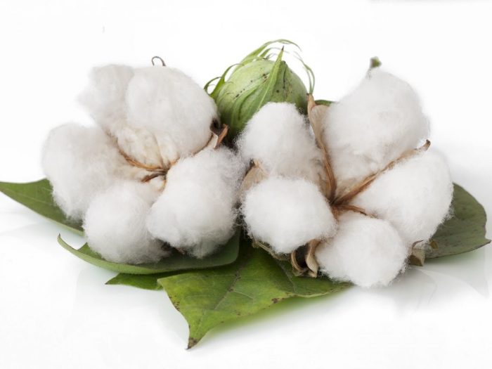 Organic Cotton- Benefits, Uses & Production