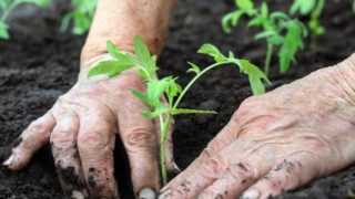 Close-up image of a person planting
