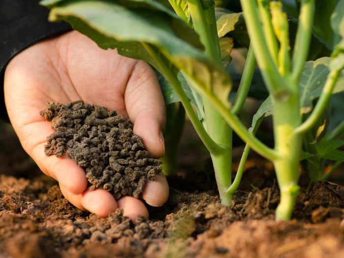 Farmer's hand giving compost fertilizer to green vegetables