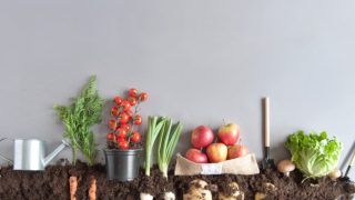 Concept of organic fruits and vegetables growing in compost