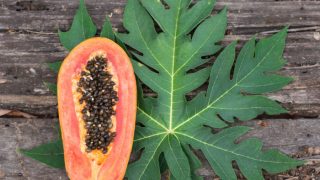 Papaya Leaf: Benefits & How to Use