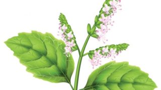 Close-up view of patchouli flowers with leaves on a white background