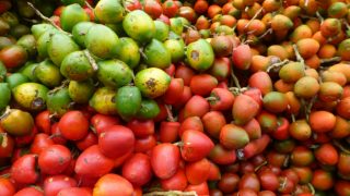 Fresh peach palm fruits ranging from greenish-yellow to red color