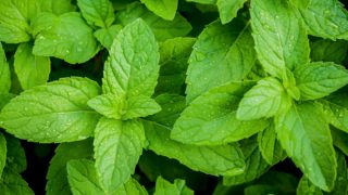 Fresh peppermint leaves with moisture on it