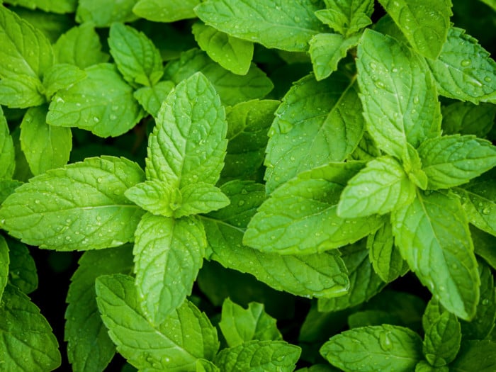 Fresh peppermint leaves with moisture on it