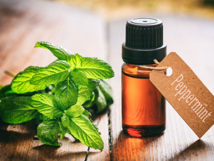 A bottle of peppermint oil with a fresh twig on a wooden table