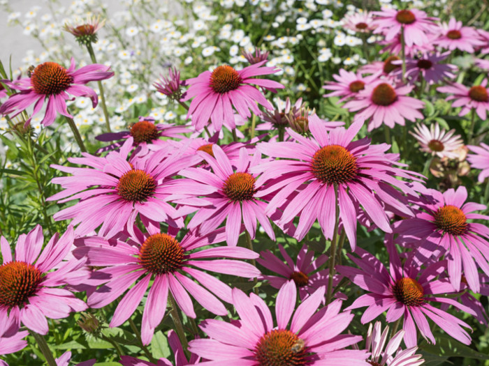 Purple coneflowers in the outdoors